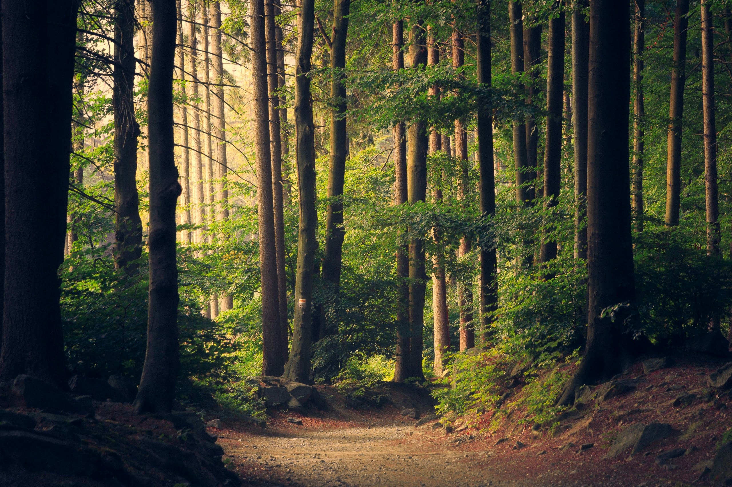 Sunlit dirt path winding through a forest of tall trees with dappled golden light